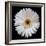 White Gerber Daisy-Jim Christensen-Framed Photographic Print