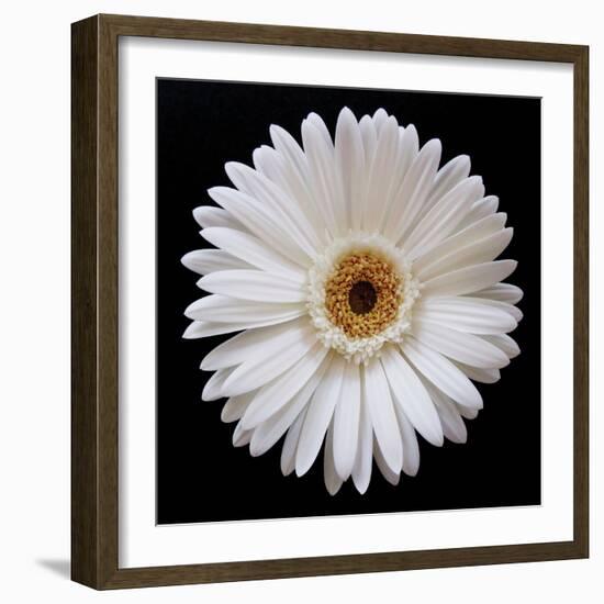 White Gerber Daisy-Jim Christensen-Framed Photographic Print