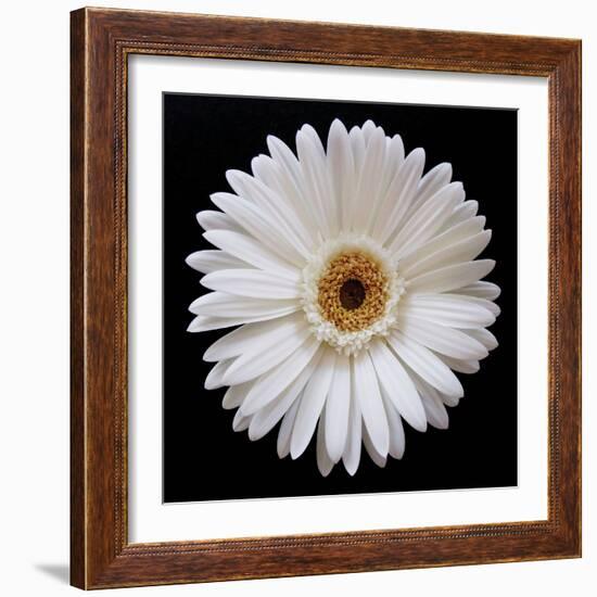 White Gerber Daisy-Jim Christensen-Framed Photographic Print