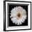 White Gerber Daisy-Jim Christensen-Framed Photographic Print