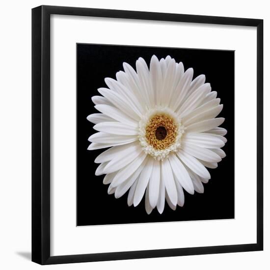 White Gerber Daisy-Jim Christensen-Framed Photographic Print