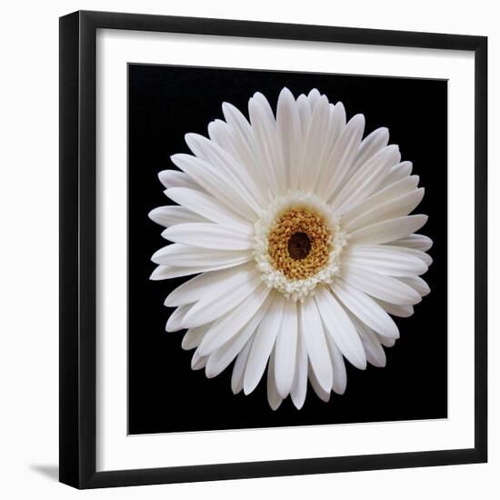 White Gerber Daisy-Jim Christensen-Framed Photographic Print