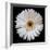 White Gerber Daisy-Jim Christensen-Framed Photographic Print