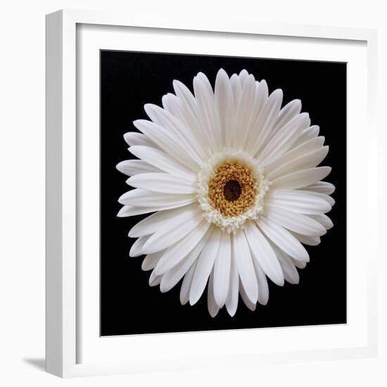 White Gerber Daisy-Jim Christensen-Framed Photographic Print