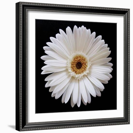 White Gerber Daisy-Jim Christensen-Framed Photographic Print