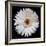 White Gerber Daisy-Jim Christensen-Framed Photographic Print