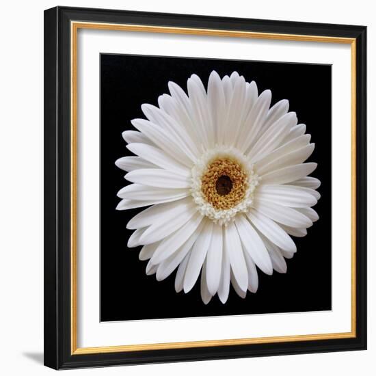 White Gerber Daisy-Jim Christensen-Framed Photographic Print