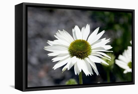 White Gerbera Daisies-null-Framed Stretched Canvas