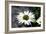 White Gerbera Daisies-null-Framed Photo