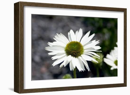 White Gerbera Daisies-null-Framed Photo