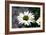 White Gerbera Daisies-null-Framed Photo