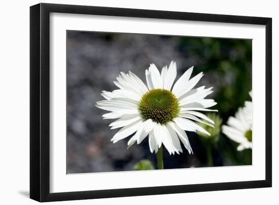 White Gerbera Daisies-null-Framed Photo