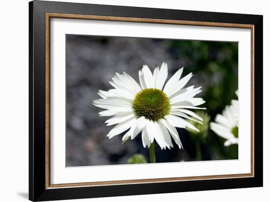 White Gerbera Daisies-null-Framed Photo