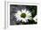 White Gerbera Daisies-null-Framed Photo