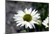 White Gerbera Daisies-null-Mounted Photo