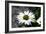 White Gerbera Daisies-null-Framed Photo