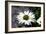 White Gerbera Daisies-null-Framed Photo