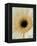 White Gerbera Daisy-Clive Nichols-Framed Premier Image Canvas