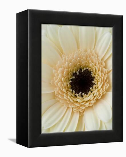 White Gerbera Daisy-Clive Nichols-Framed Premier Image Canvas