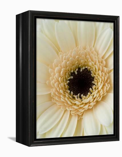 White Gerbera Daisy-Clive Nichols-Framed Premier Image Canvas