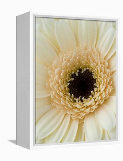 White Gerbera Daisy-Clive Nichols-Framed Premier Image Canvas