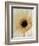 White Gerbera Daisy-Clive Nichols-Framed Photographic Print