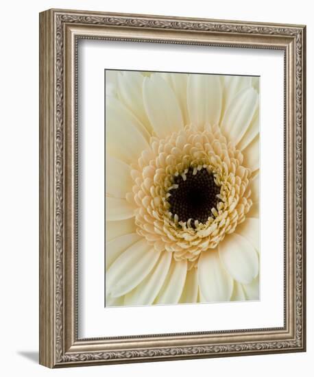 White Gerbera Daisy-Clive Nichols-Framed Photographic Print