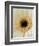 White Gerbera Daisy-Clive Nichols-Framed Photographic Print