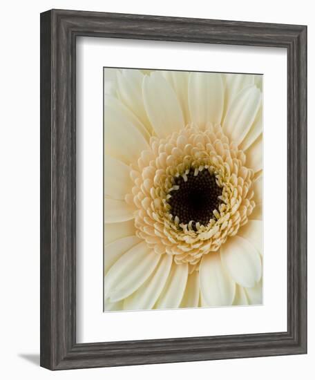 White Gerbera Daisy-Clive Nichols-Framed Photographic Print