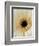 White Gerbera Daisy-Clive Nichols-Framed Photographic Print