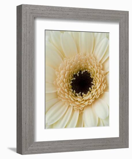 White Gerbera Daisy-Clive Nichols-Framed Photographic Print