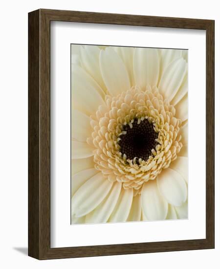 White Gerbera Daisy-Clive Nichols-Framed Photographic Print