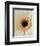 White Gerbera Daisy-Clive Nichols-Framed Photographic Print