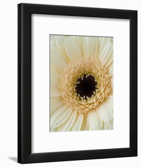 White Gerbera Daisy-Clive Nichols-Framed Photographic Print