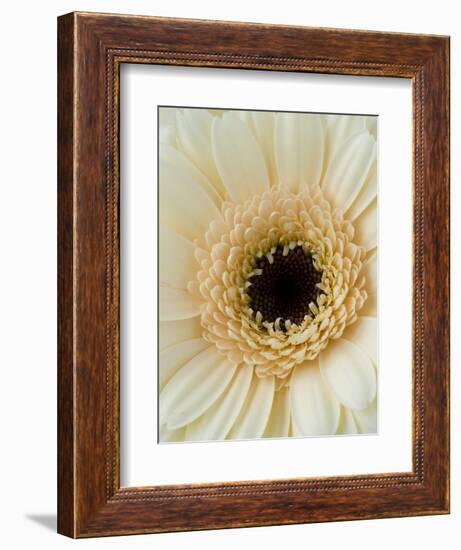 White Gerbera Daisy-Clive Nichols-Framed Photographic Print