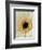 White Gerbera Daisy-Clive Nichols-Framed Photographic Print