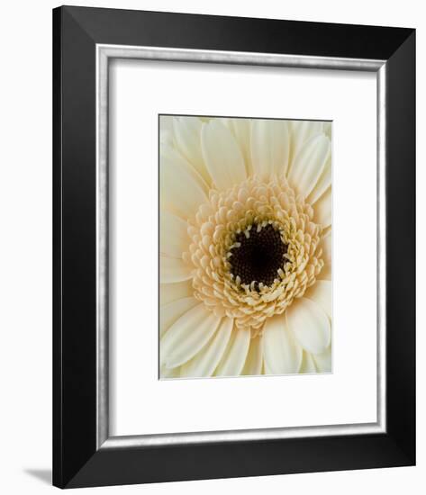 White Gerbera Daisy-Clive Nichols-Framed Photographic Print