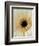 White Gerbera Daisy-Clive Nichols-Framed Photographic Print