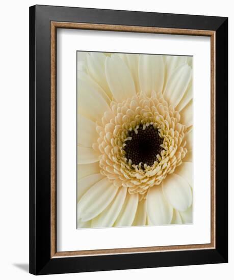 White Gerbera Daisy-Clive Nichols-Framed Photographic Print