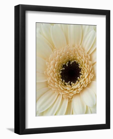 White Gerbera Daisy-Clive Nichols-Framed Photographic Print