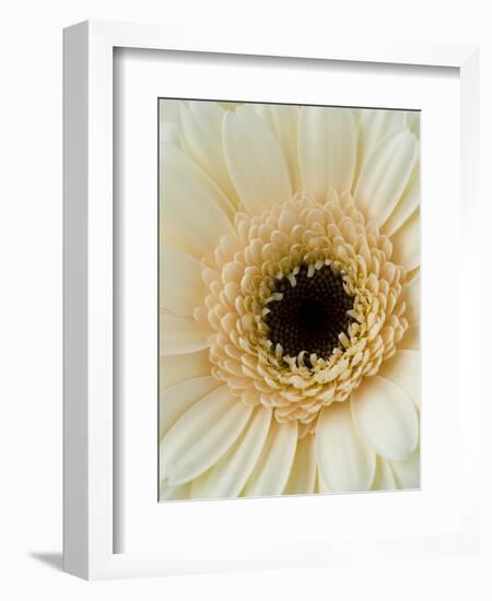 White Gerbera Daisy-Clive Nichols-Framed Photographic Print