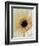 White Gerbera Daisy-Clive Nichols-Framed Photographic Print