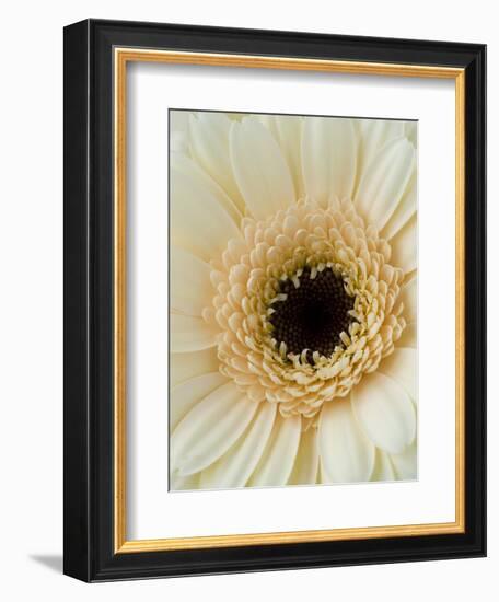 White Gerbera Daisy-Clive Nichols-Framed Photographic Print