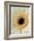 White Gerbera Daisy-Clive Nichols-Framed Photographic Print