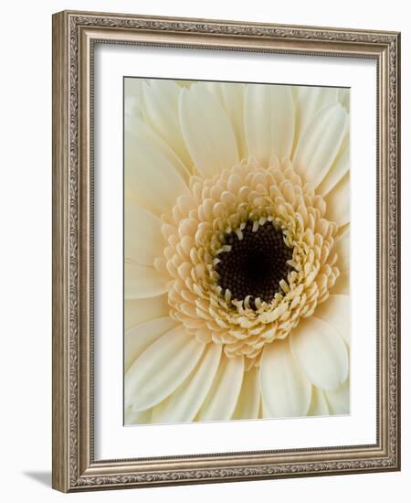 White Gerbera Daisy-Clive Nichols-Framed Photographic Print