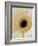 White Gerbera Daisy-Clive Nichols-Framed Photographic Print