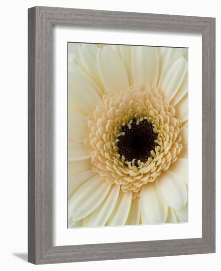 White Gerbera Daisy-Clive Nichols-Framed Photographic Print