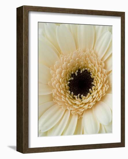 White Gerbera Daisy-Clive Nichols-Framed Photographic Print