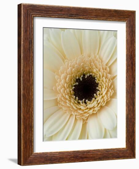 White Gerbera Daisy-Clive Nichols-Framed Photographic Print