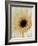 White Gerbera Daisy-Clive Nichols-Framed Photographic Print